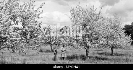 Pear Trees in Blossom, Mr Smith's Orchard, Ballandean, 1924. The Brisbane Courier 22 March 1924  BEAUTIFUL BALLANDEAN. A GREAT GRAPE CENTRE. ENTERPRISING ORCHARDISTS. (  )   During the last decade settlers materially increased, the fruit industry assuming important proportions. An interesting evidence of this is contained in recent monthly railway report, taken at random, showing that of all the Granite Belt areas Ballandean stood the highest with 1532 tons of agricultural produce sent to markets. A visit to the orchards demonstrates the energy of the settlers. For instance, Cowley and Co. hav Stock Photo