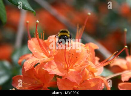 Bombus collects nectar and pollen on an orange azalea on a blur background, close up Stock Photo