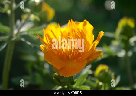 Beautiful orange yellow trollius chinensis, golden queen, globe flower in a late spring, mid summer garden lighted by the sunlight, closeup Stock Photo