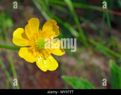 close up of common meadow buttercup or tall buttercup (Ranunculus acris ...