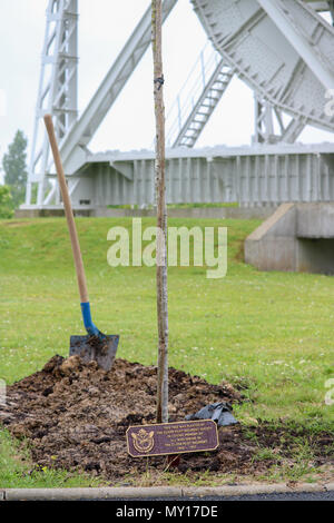 Benouville, France. 5th June 2018. A newly planted tree in honour of the Glider Pilots Regiment during D-Day commemorative events at the Pegasus Memorial, Benouville, France. Credit: Isergraph/Alamy Live News Stock Photo