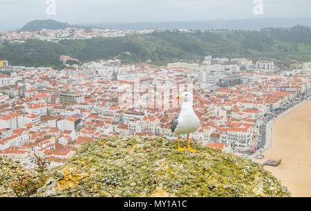 Seagull is standing on a cliff overlooking the town of Nazare, Portugal. Stock Photo