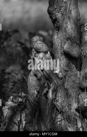 Awesom black and white wood sculpture Stock Photo