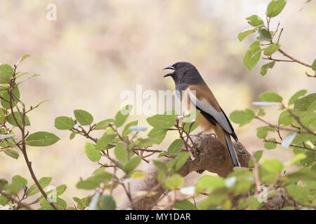 Close-up of a Rufous Treepie (Dendrocitta Vagabunda, aka Indian Treepie). Ranthambhore, Rajasthan, India Stock Photo