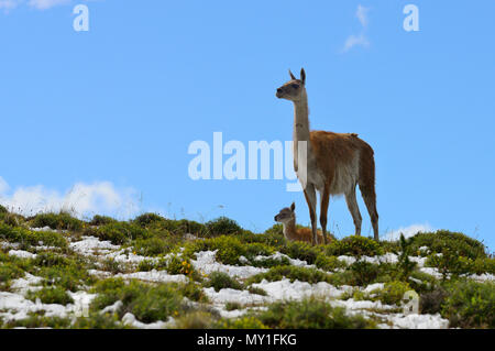 Guanacos (Lama guanicoe), mother animal with young animal, looking out, Torres del Paine National Park, Patagonia, Chile Stock Photo