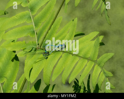 A mating pair of common blue damselflies on a green leaf Stock Photo ...
