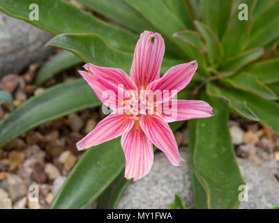 A close up of a single flower of Lewisia Little Plum Stock Photo