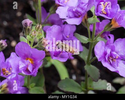 A common hoverfly Syrphus ribesii feeding on a flower of Bacopa Indigo Blue Stock Photo