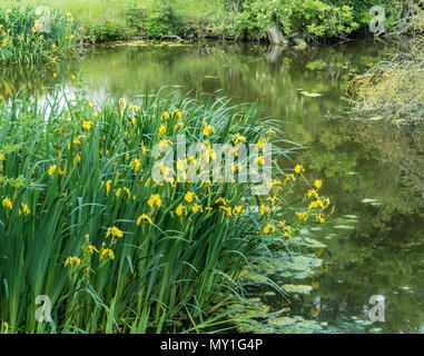 A large patch of the yellow flag iris growing at the edge of a natural pond Stock Photo