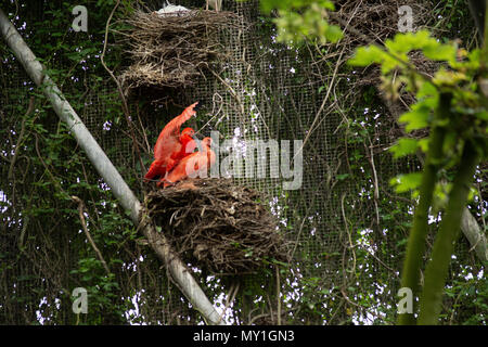 Red bird in Pairi Daiza zoo,Belgium Stock Photo