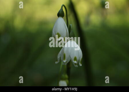 Two flowers of summer snowflake (Leucojum aestivum) Stock Photo