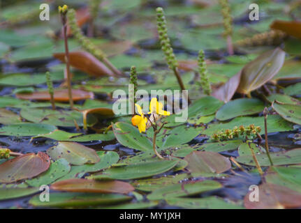 Yellow flowers of Fringed water lily amid floating leaves and flower spikes of Broad-leaved pondweed Stock Photo