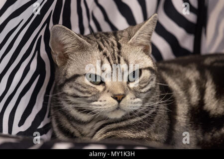 Adult British shorthair silver tabby cat portrait on black and white bicolor fabric background. Stock Photo