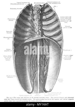 . English: An anatomic illustration from the 1908 edition of Sobotta's Atlas of Human Anatomy . 22 October 2013, 00:35:55. Dr. Johannes Sobotta 494 Sobo 1909 553 Stock Photo