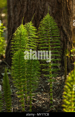 horsetail, medicinal herb Stock Photo
