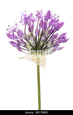 Closeup shot of flowers of green onion on a garden bed Stock Photo - Alamy