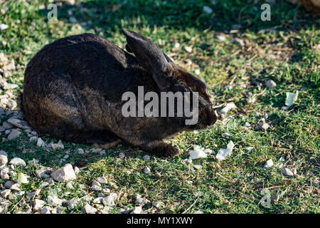 Rabbit with black-and-brown coat sits on green the grass on a glade in solar weather. Stock Photo