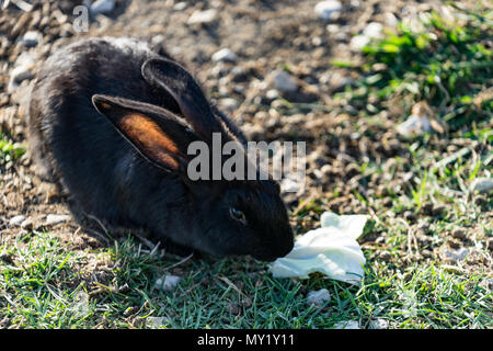 Rabbit with black-and-brown coat sits on green the grass on a glade in solar weather. Stock Photo