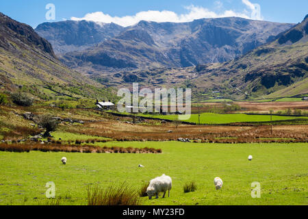 Looking up Nant Ffrancon valley to Glyderau mountains with sheep grazing in country fields in Snowdonia National Park. Ogwen BethesdaNorth Wales UK Stock Photo