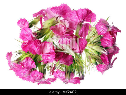 The crushed torn pink carnation flowers lie on the table. Isolated on white studio macro shot Stock Photo