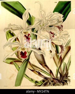 . Illustration of Sophronitis crispa (as syn. Cattleya crispa) . 1842. Walter Hood Fitch (1817-1892) del., Swan sc. 496 Sophronitis crispa (as Cattleya crispa) - Curtis' 68 (N.S. 15) pl. 3910 (1842) Stock Photo