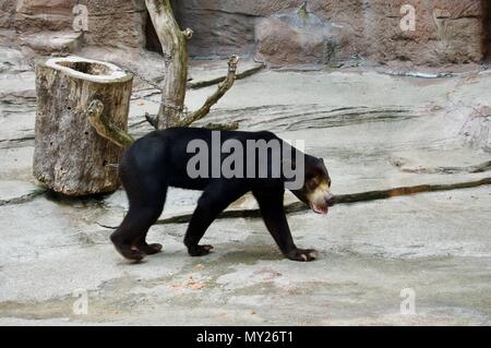 Beautiful closeup of a huge American black bear walking on rocks Stock Photo