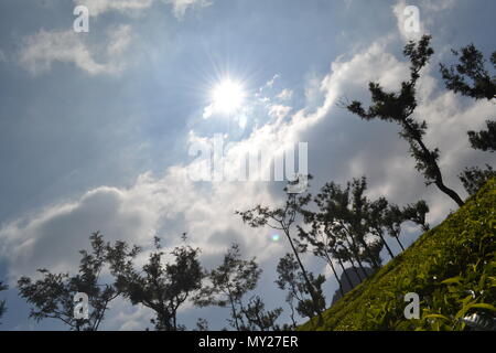 Tea Plantation at Coonoor, Ootty Stock Photo