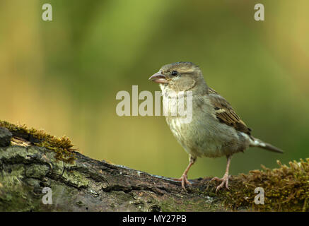 Young yellowhammer (Emberiza citrinella) in the spring morning, sitting on a tree trunk and waiting for feeding by parents. Have in Poland. Horizontal Stock Photo