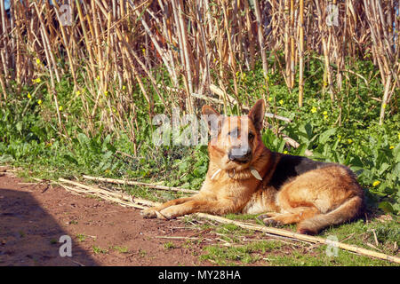 German shepherd dog lying on muddy soil in nature on a sunny day Stock Photo