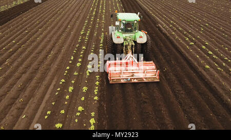 Aerial view Tractor Hilling Potatoes with disc hiller. Farmer in