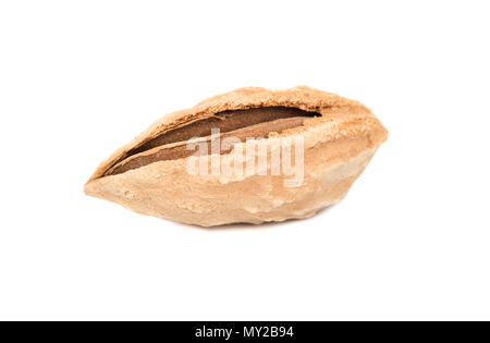 Uzbek wild almonds in shell isolated on white background Stock Photo