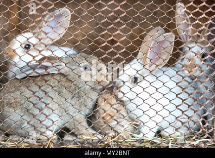 Several beautiful young bunnies in the cage closeup Stock Photo
