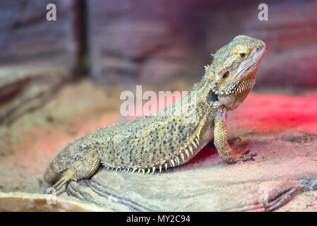 Bearded Agama lizard on a rock in the terrarium Stock Photo