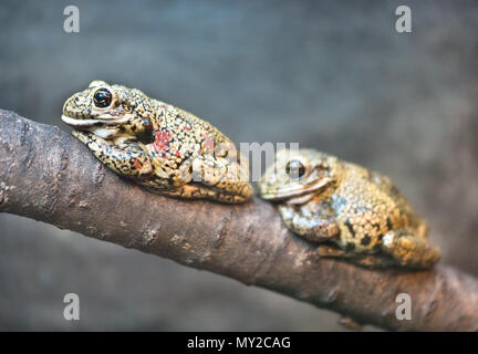 Two tree toad resting on a tree branch Stock Photo