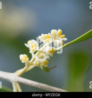 Details of olive tree flowers with blurry background. Stock Photo