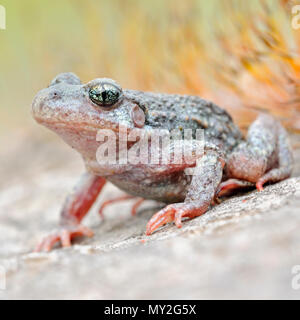 Common Midwife Toad / Geburtshelferkroete ( Alytes obstetricans ), sitting on rocks of an old quarry, frontal side view, detailed shot, Europe. Stock Photo