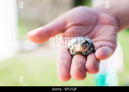 grey tree frog Stock Photo
