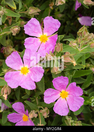 Pink single flowers of the ornamental evergreen Mediterranean shrub, Cistus creticus Stock Photo