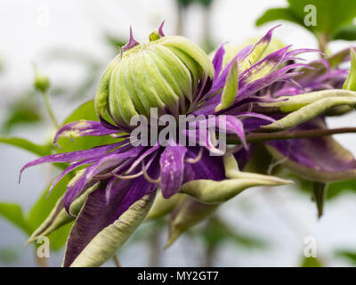 Purple double flower with green tipped petals of the hardy climber, Clematis florida 'Taiga' Stock Photo