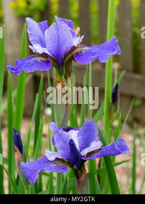 Large blue early summer flowers of the tetraploid hardy perennial siberian iris, Iris sibirica Blue Riband Stock Photo