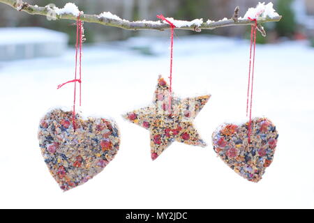 Home made cookie cutter bird feeders made with seed, fat and hedgerow berries hung from a small tree in a suburban garden after snow fall, winter, UK Stock Photo