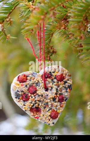 Home made cookie cutter bird feeders made with seed, fat and hedgerow berries hung in a suburban garden in winter, UK Stock Photo
