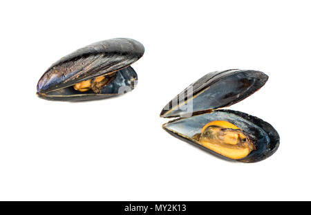 Couple open cooked mussels isolated on white background Stock Photo