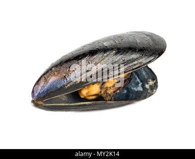 Cooked mussels in a black shell isolated on white background Stock Photo