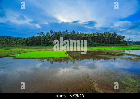 Paddy Fields in Wayanad district - Kerala Stock Photo - Alamy