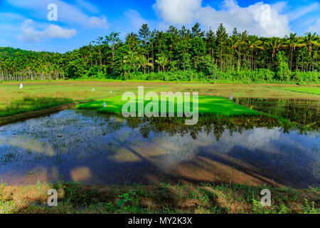 Paddy Fields in Wayanad district - Kerala Stock Photo - Alamy