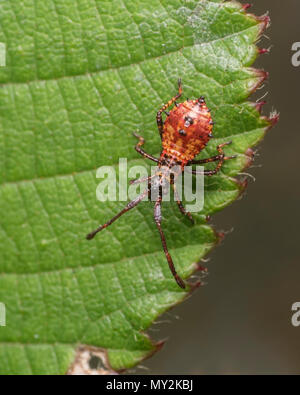 Early instar nymph of a Dock Bug (Coreus marginatus) on bramble leaf. Tipperary, Ireland Stock Photo