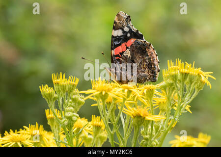 Painted Lady Butterfly (Vanessa cardui) feeding on ragwort flowers. Tipperary, Ireland Stock Photo