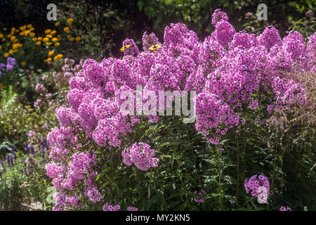 Purple Phlox paniculata in naturalistic garden border flowers herbaceous plant pink purple mid-summer flowering tall phloxes easy-going perennial Stock Photo