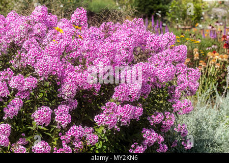 Purple Phlox paniculata in mid-summer garden Stock Photo